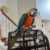 Female Catalina/rainbow macaw for sale