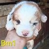 American Corgi puppies 