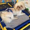 Shihtzu male stud service