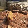 Lepoard gecko needing new home