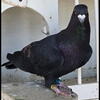 Stencil Homing Pigeon Cock Available 