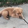 Golden Retriever puppies