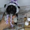 Last one! Toy Aussie Puppy Black Tri Girl