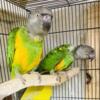 Senegal pair bounded