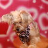 Female Yorkie Pup Looking for a FOREVER HOME