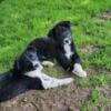 2 Beautiful Bordercollie puppies from working parents.