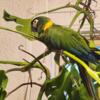 Yellow collared Macaw