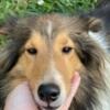 Sweet older sheltie female.