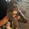 I have 2 Beautiful American Staffordshire terrier pup one female one male