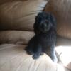 poodle puppy still looking for a loving home