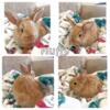 Lionhead Lops Looking for a Loving Home