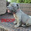 XL BULLY PUPS 