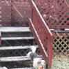 Cute Pup!! Needs a new home