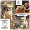 AKC Fluffy Frenchie at stud OFA tested