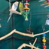 Parakeets/flight cage