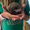 2 year old male hedgehog