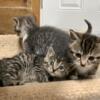 Three domestic shorthaired, kittens for sale