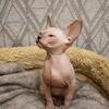TICA REGISTERED Sphynx AVAILABLE