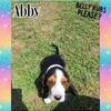 AKC basset hound ( European/ American)