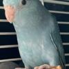 Hand Fed Baby Female Turquoise Parrotlet