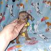 Harlequin pinschers min pin miniature pinscher 