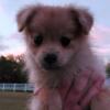 Female pomeranian puppy