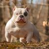 American Pocket bully stud