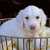 Sheepadoodle Puppies