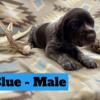 Registered German wire hair, pointer puppies for sale