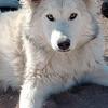 2-4 yr old Husky, Malamute, Shepherd, Border Collie