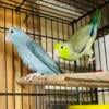 Parrotlet nice colors babies and pairs.