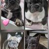 Frenchie Puppies