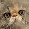 Dilute calico female pure Persian