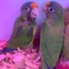 Halfmoon Conures Babies Available