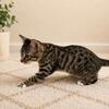 Half Maine Coon Bengal Mix