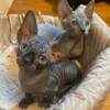 3 purebred sphynx boys