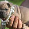 10 Big Rope Female Puppies