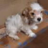 $1300  CHI-POO GIRL WITH PAPERS BROOKLYN  NYC