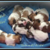 Our Gorgeous New Babies ~ Malshi Puppies (3/4 Maltese 1/4 Shihtzu) ~  3 Females & 4 Males