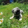 Gorgeous Registered Pugs.