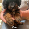 Bernadoodle Puppies F2B