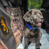 AKC English Labrador