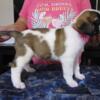 AKC FULL REG SAINT BERNARD PUPPIES!