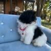 Maltepoo for sale