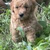 Mini Goldendoodle Pups  Only 4 Left!