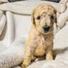 Golden doodle puppys for sale!