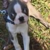 BEAUTIFUL BOSTON TERRIER- MALE