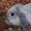 baby lop rabbits