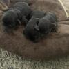 Pure Bred Yorkies. Only one female left.