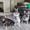 Frenchies look for a new home. 